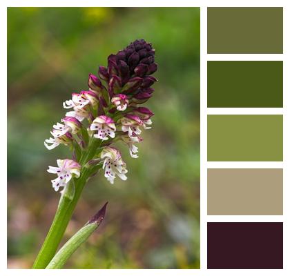 Burnt Orchid Orchid Flower Image